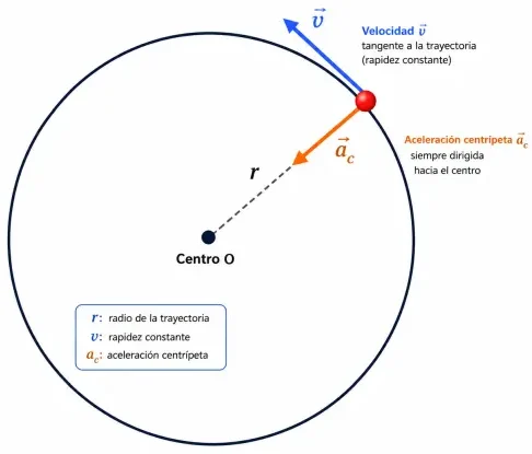 Diagrama del movimiento circular uniforme (MCU) con los vectores de velocidad tangencial y aceleración centrípeta